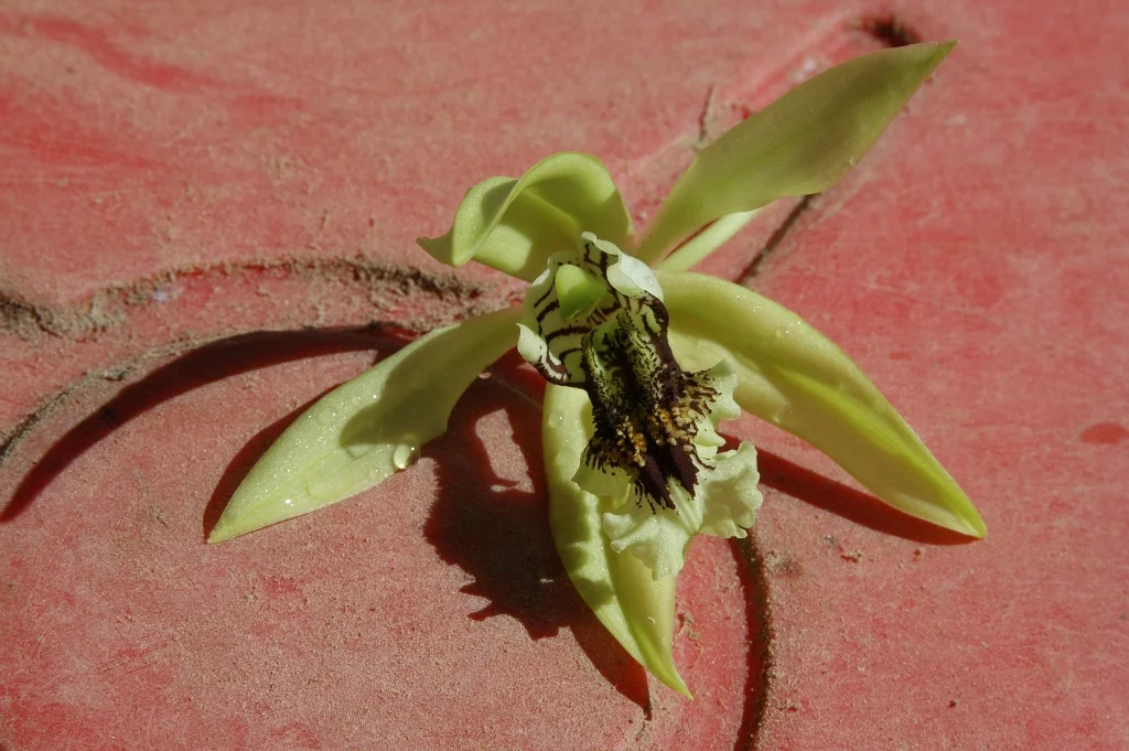 flower005.jpg