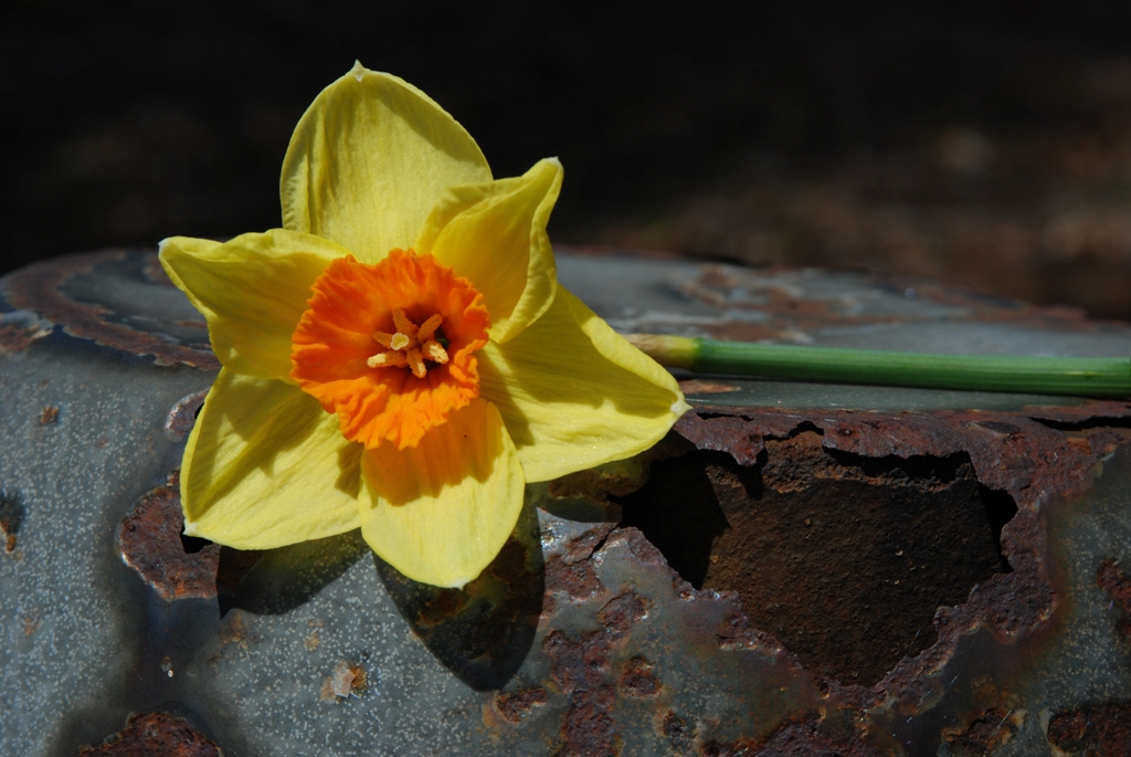 flower001.jpg