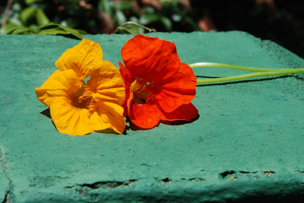 flower002.jpg