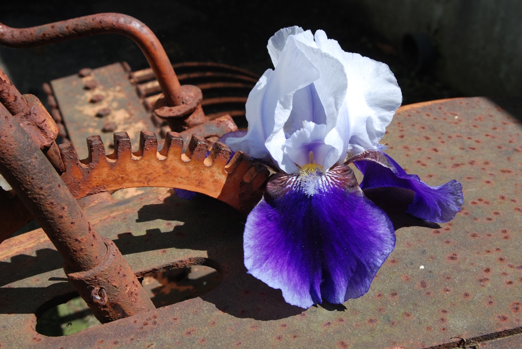 flower003.jpg