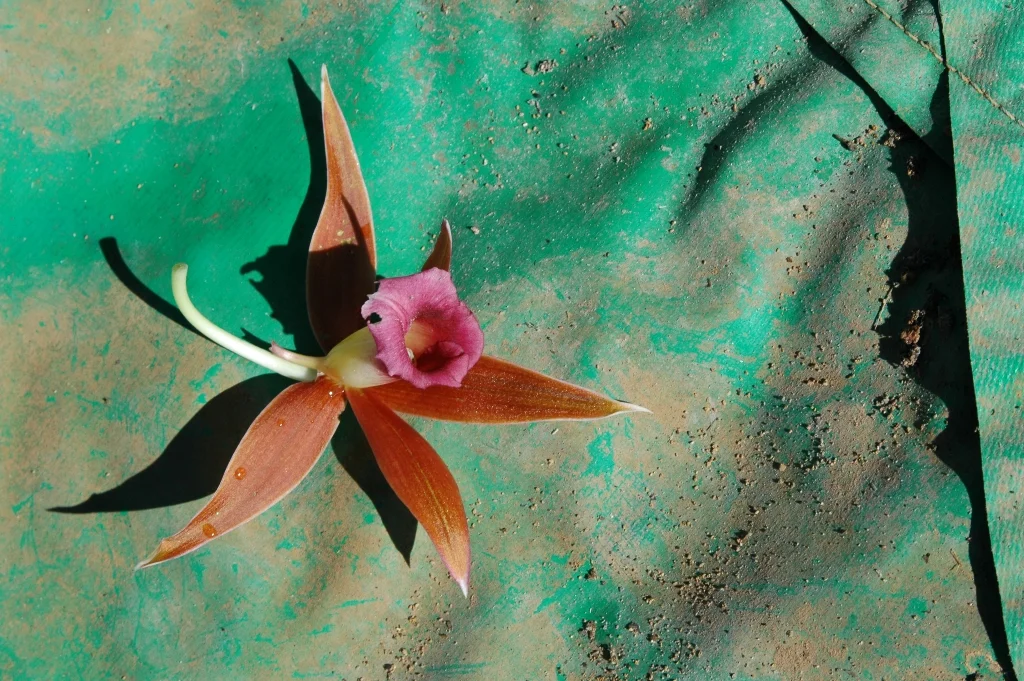 flower007.jpg