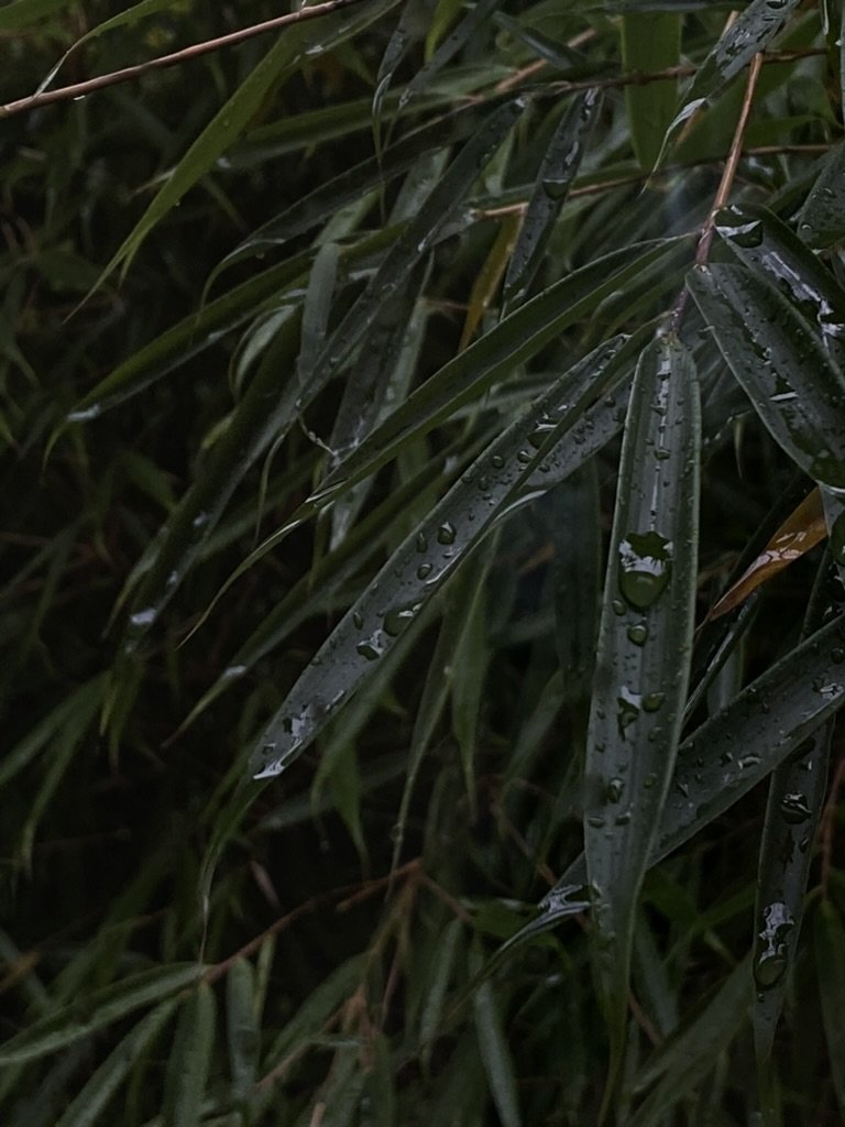 37F53D63-B78A-4C85-873A-AF631A76401A_1_105_c.jpeg