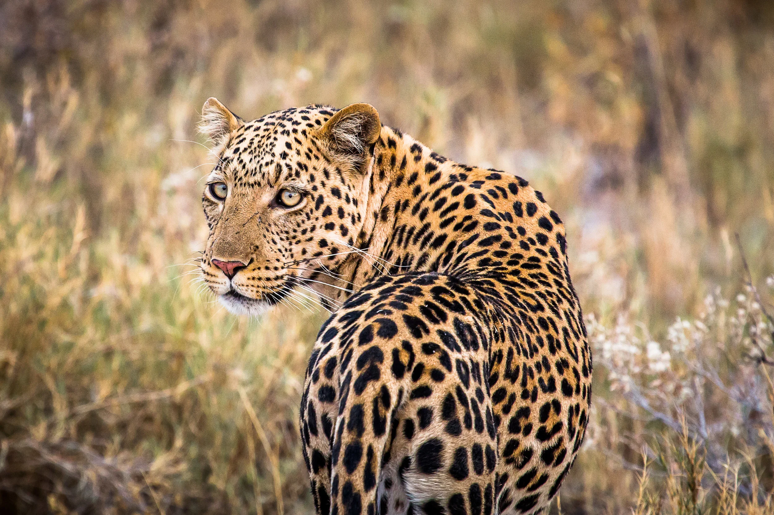 Leopard (1 of 1).jpg