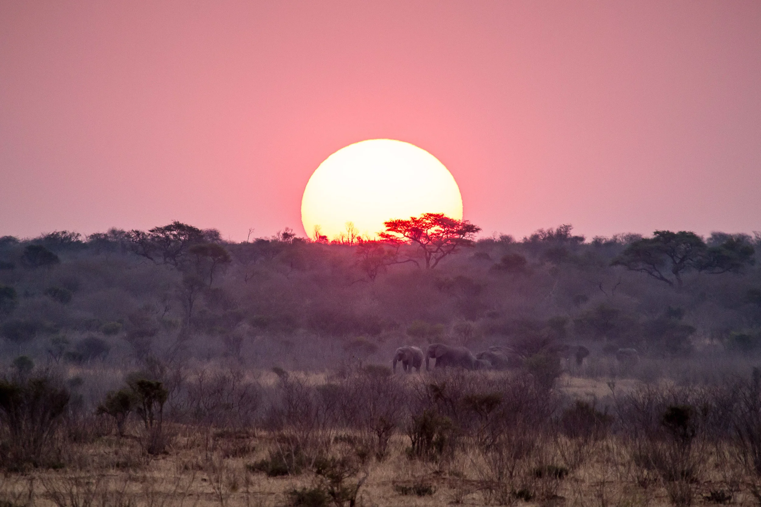 Elephant Sunset (1 of 1).jpg