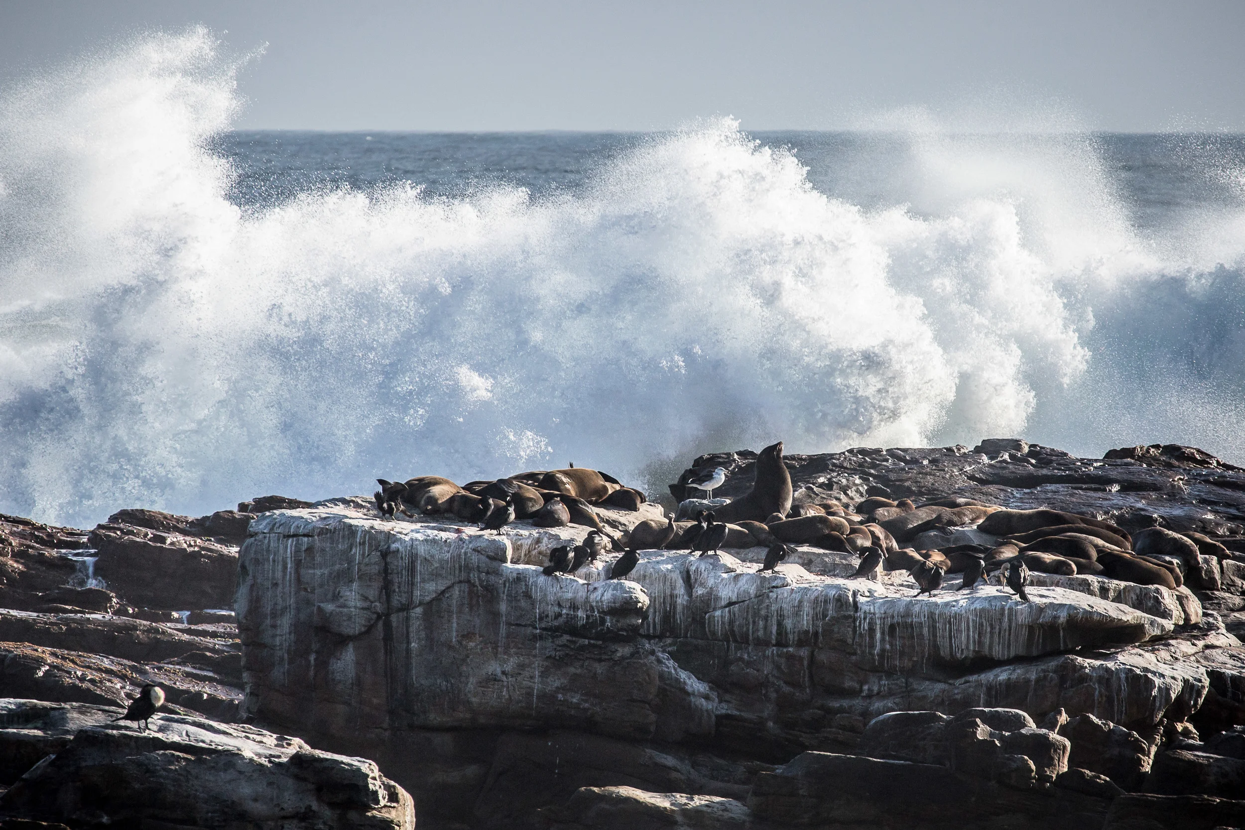 Seals Cape of Good Hope (1 of 1).jpg