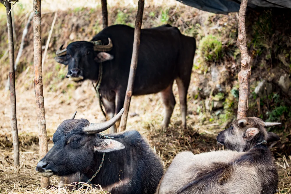 Dhading Trekking Blog II-28.jpg