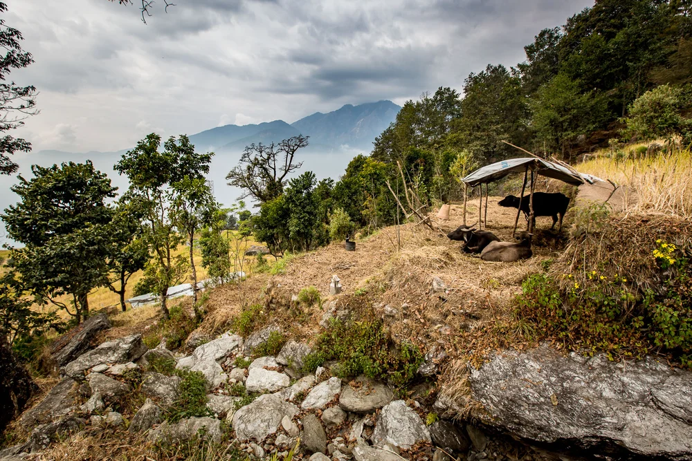 Dhading Trekking Blog II-27.jpg