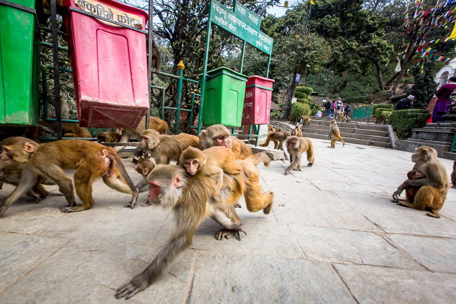 Monkey Temple Monkeys-1.jpg
