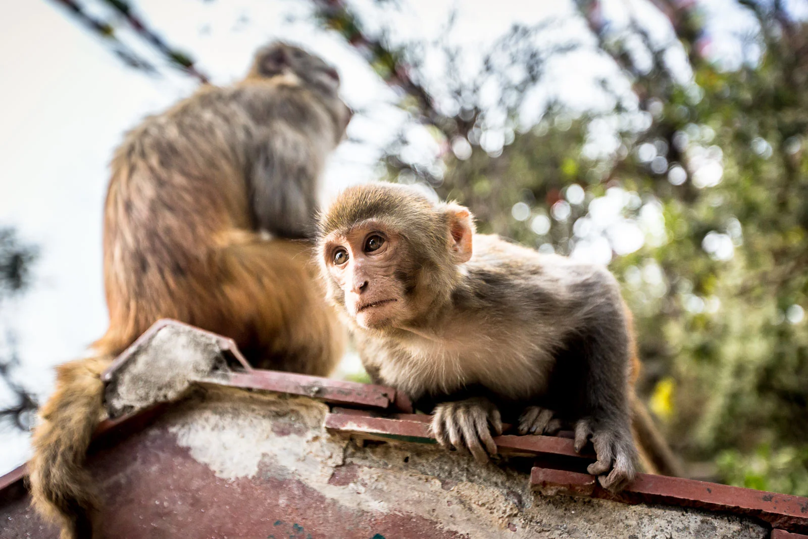 Monkey Temple Monkeys-4.jpg