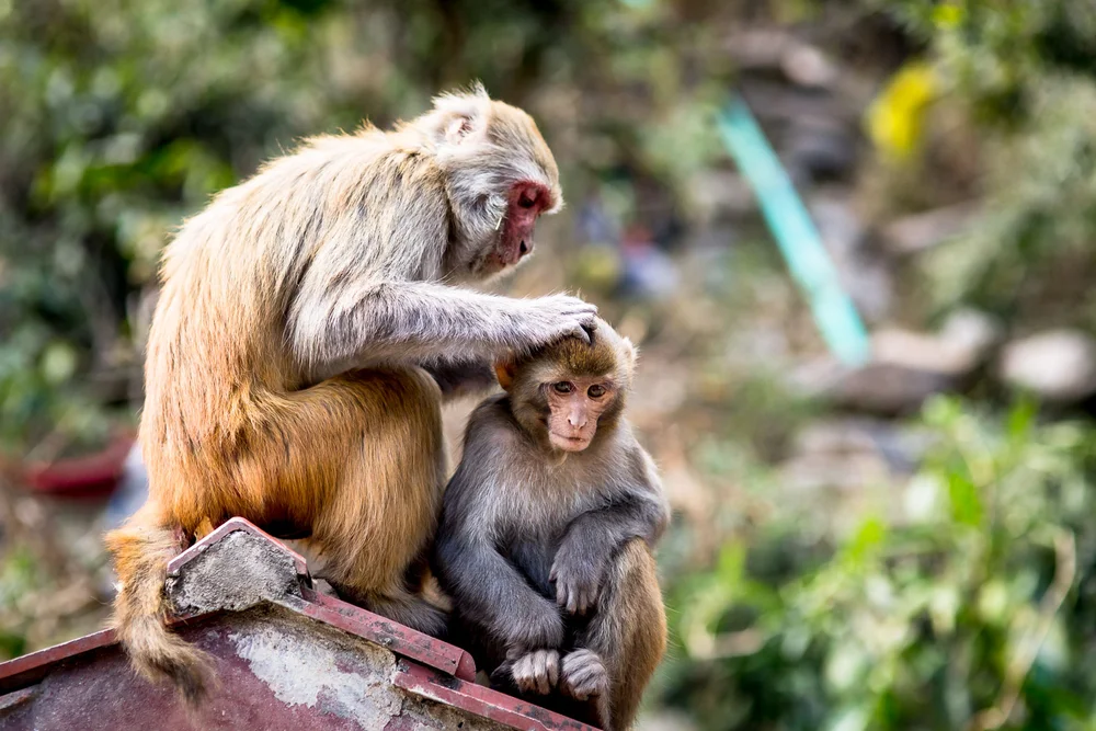 Monkey Temple Monkeys-6.jpg