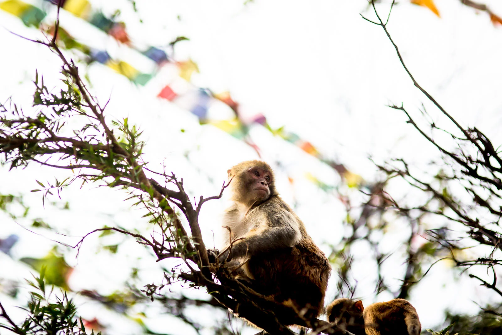 Monkey Temple Monkeys-8.jpg