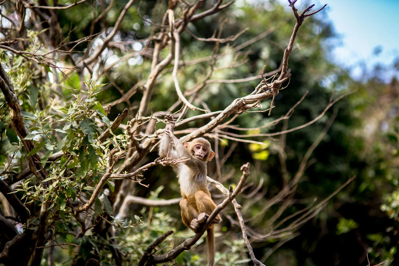 Monkey Temple Monkeys-7.jpg