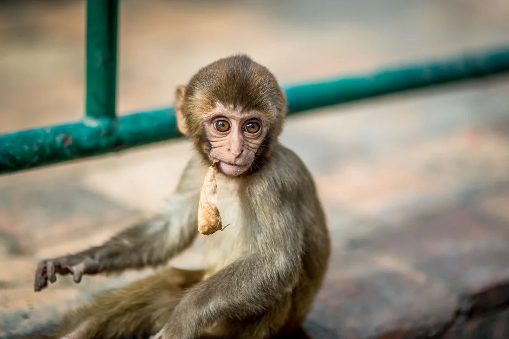 Monkey Temple Monkeys-9.jpg