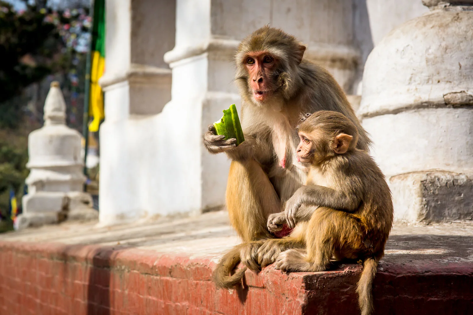 Monkey Temple Monkeys-11.jpg