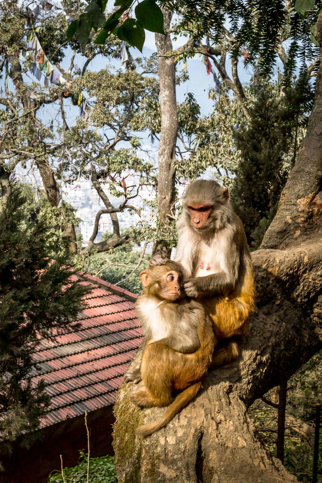 Monkey Temple Monkeys-13.jpg
