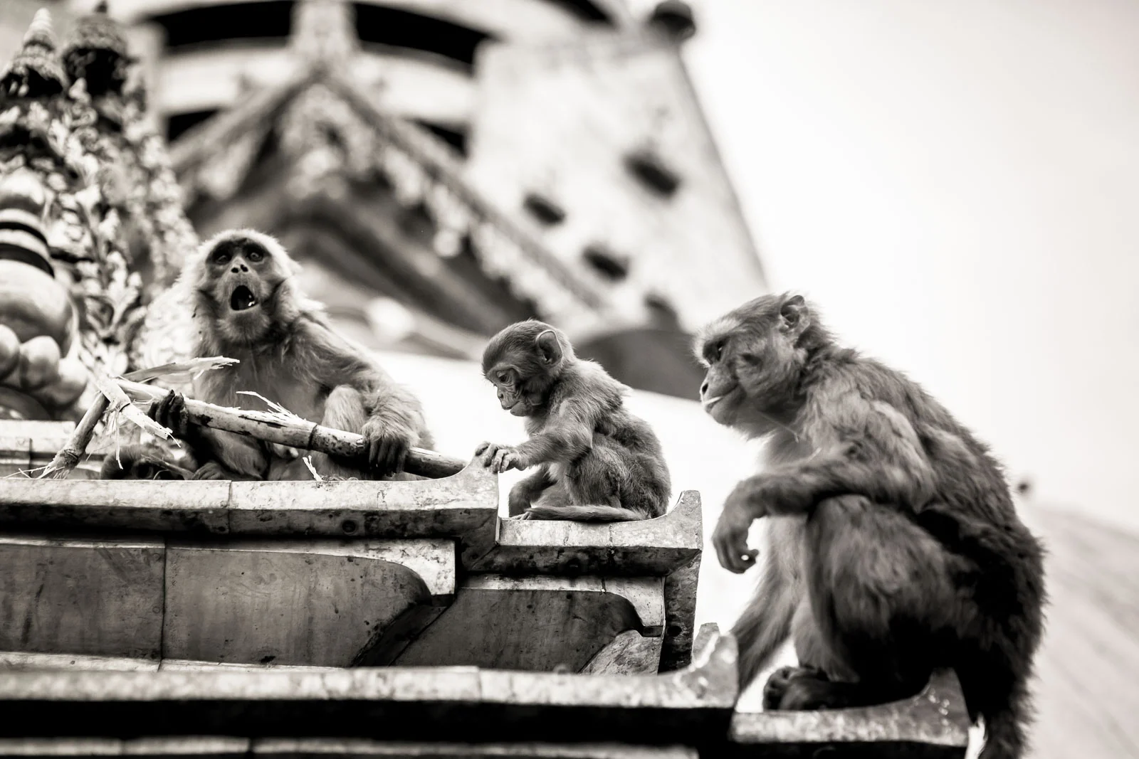 Monkey Temple Monkeys-15.jpg