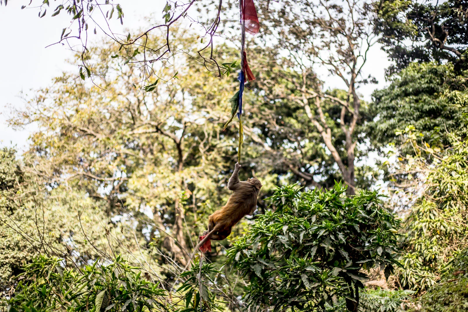 Monkey Temple Monkeys-14.jpg