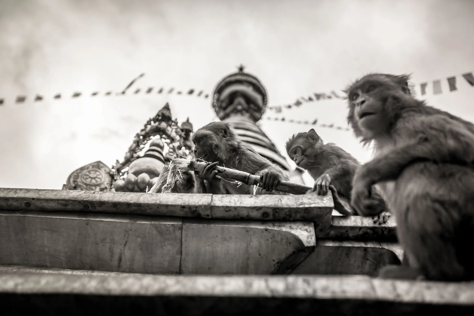 Monkey Temple Monkeys-16.jpg