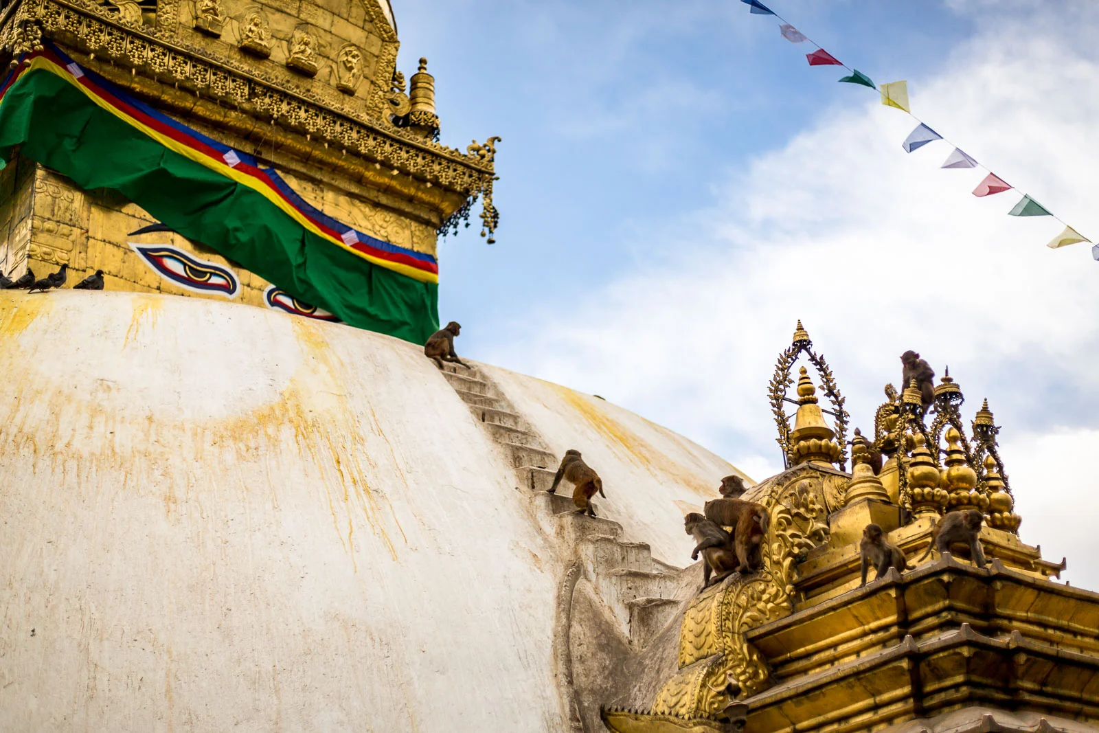 Monkey Temple Monkeys-18.jpg
