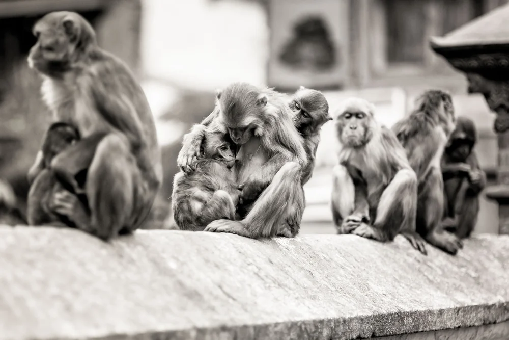 Monkey Temple Monkeys-21.jpg