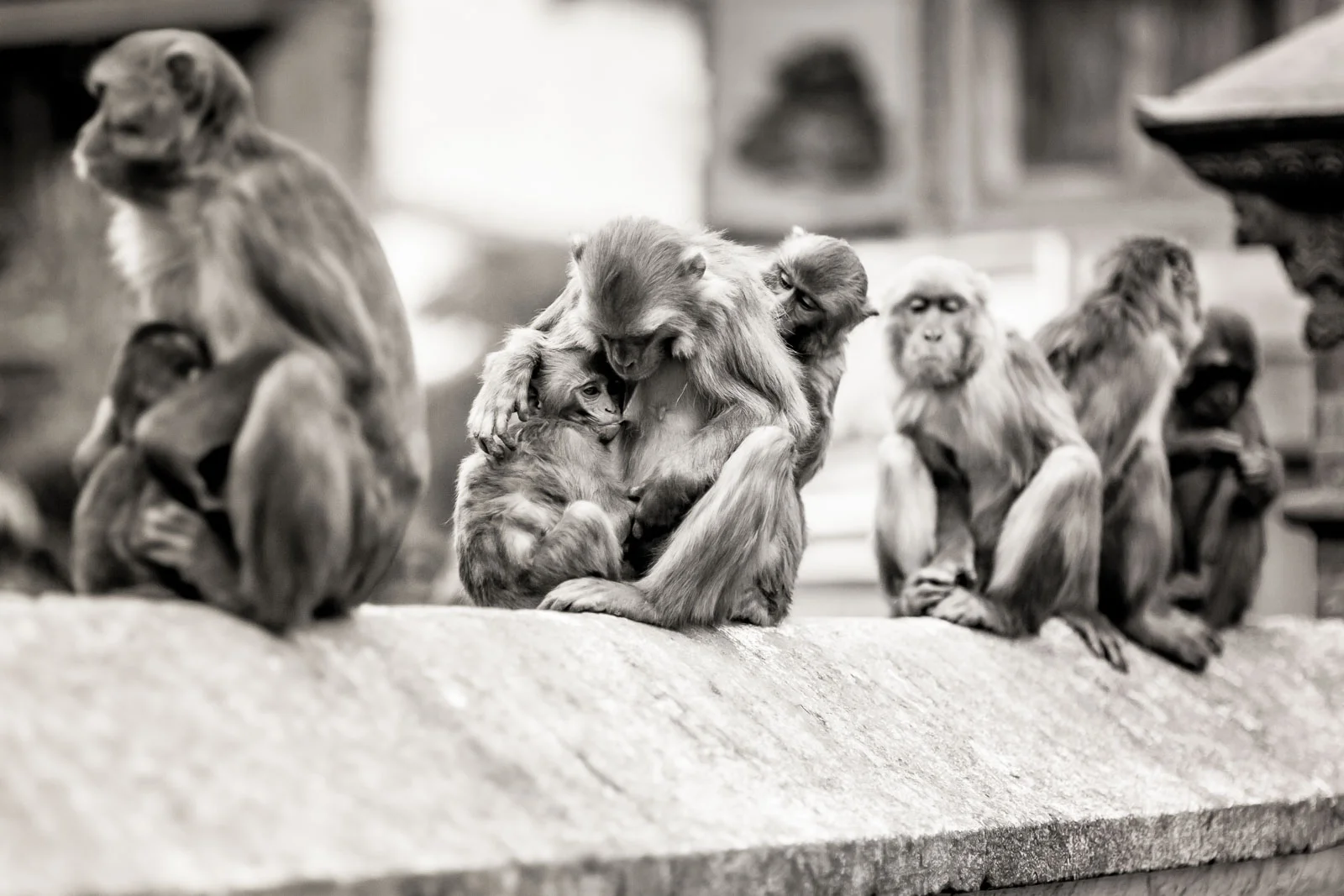 Monkey Temple Monkeys-21.jpg