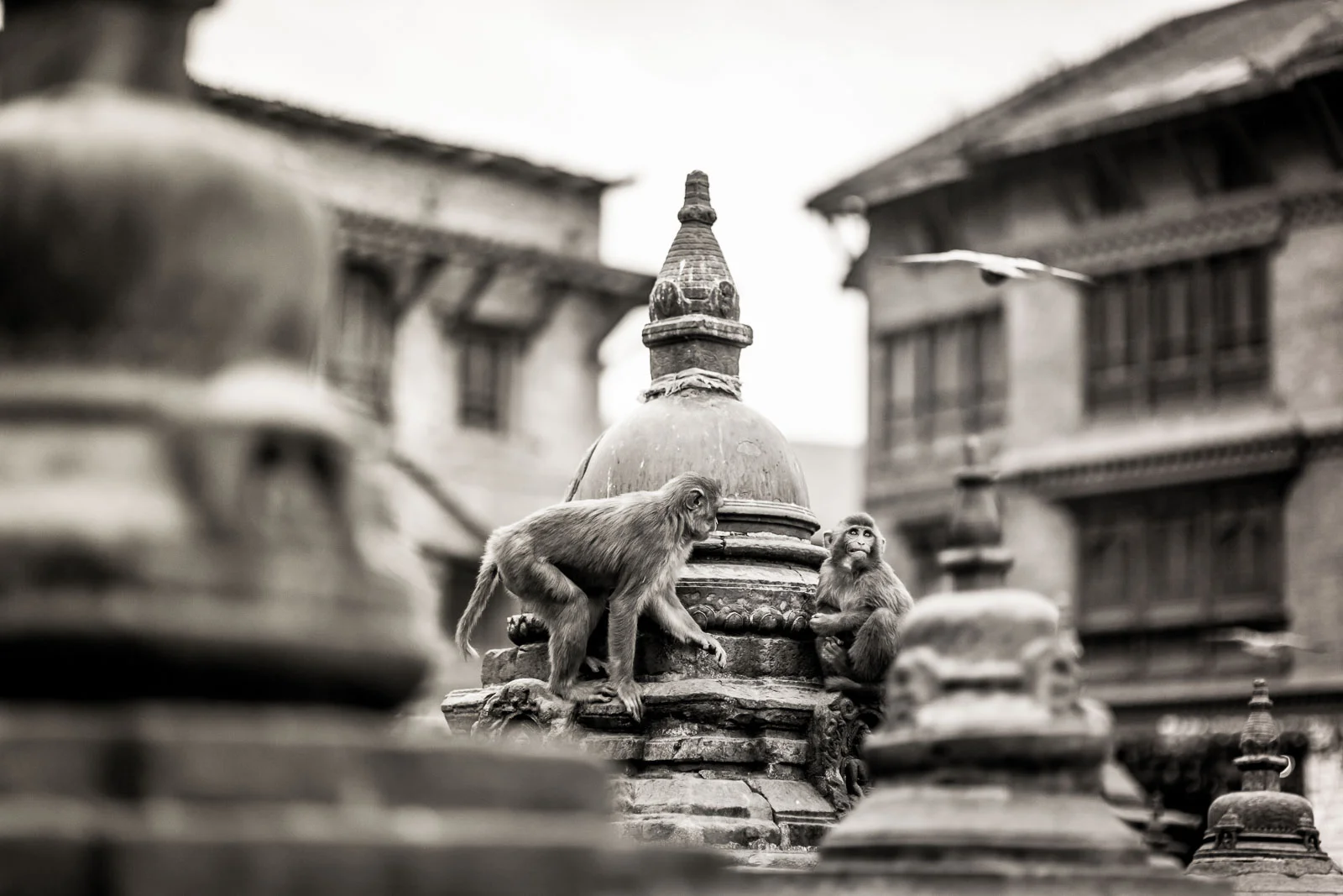 Monkey Temple Monkeys-22.jpg