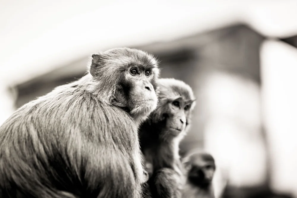 Monkey Temple Monkeys-23.jpg