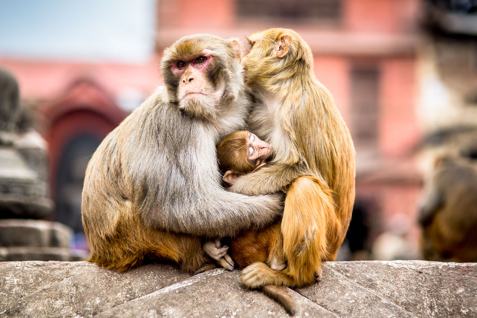 The Monkey Temple in Kathmandu