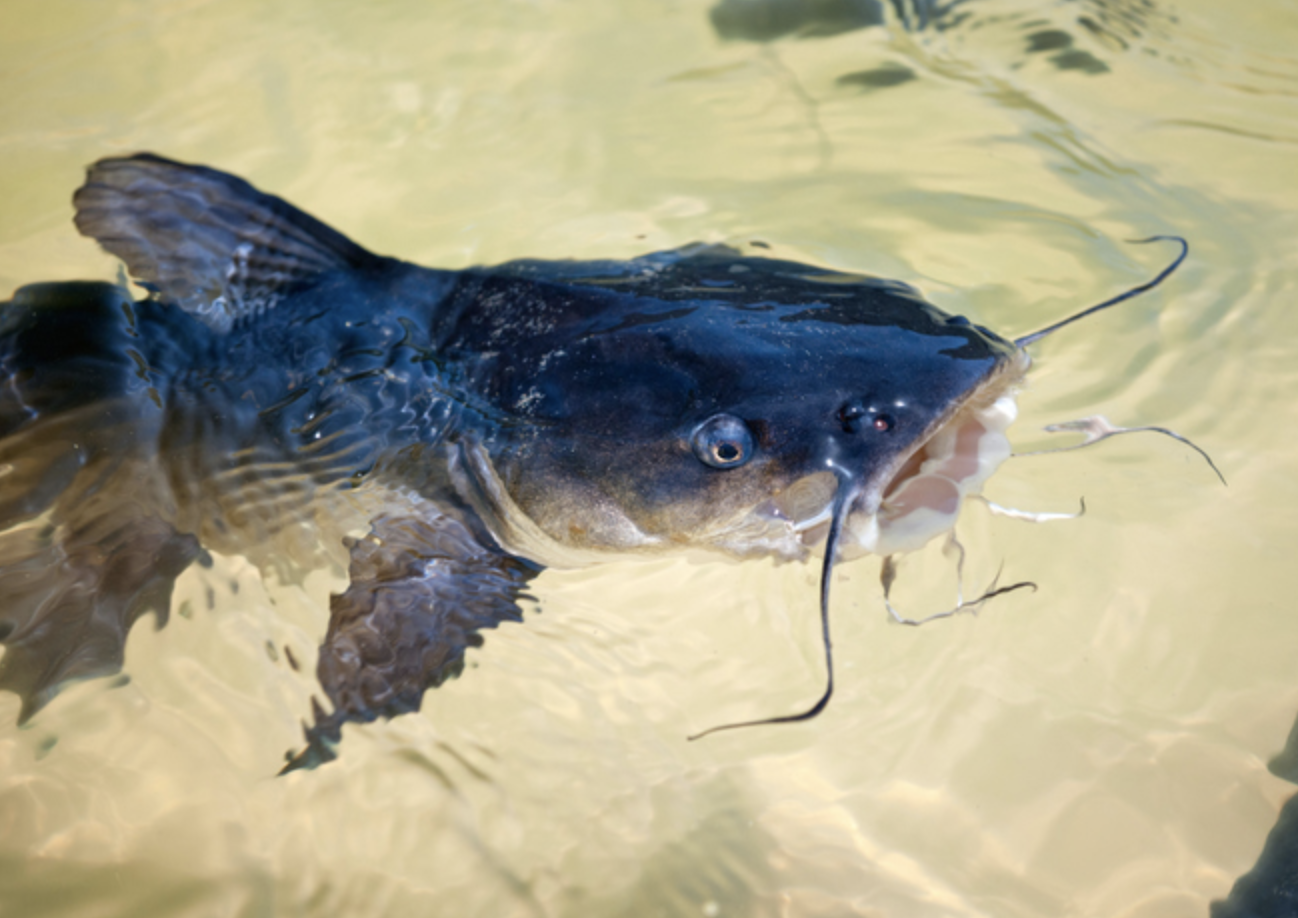 Screen Shot 2018-06-26 at 11.22.20 PM.png