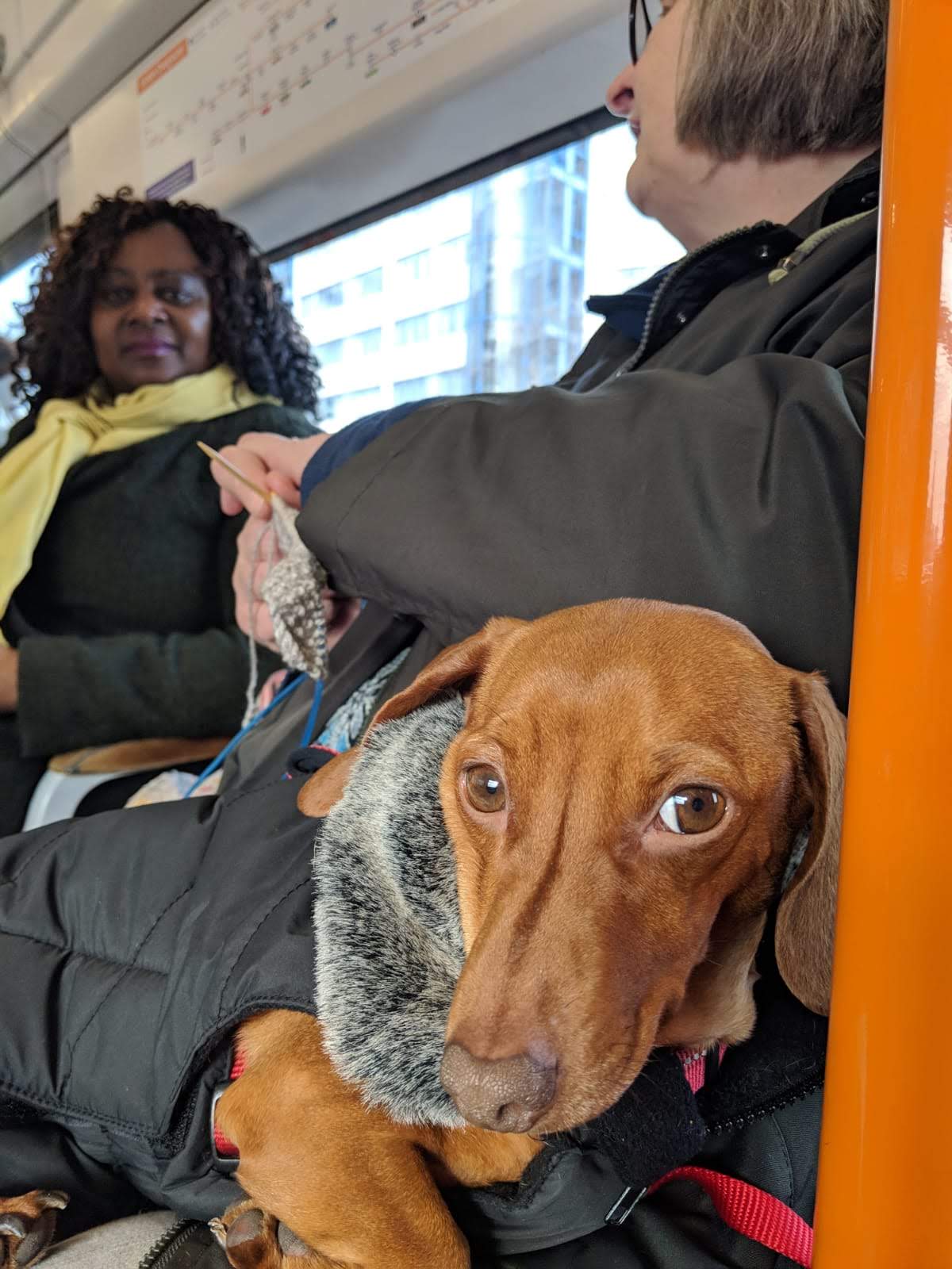  Our new canine mascot, Nelly 