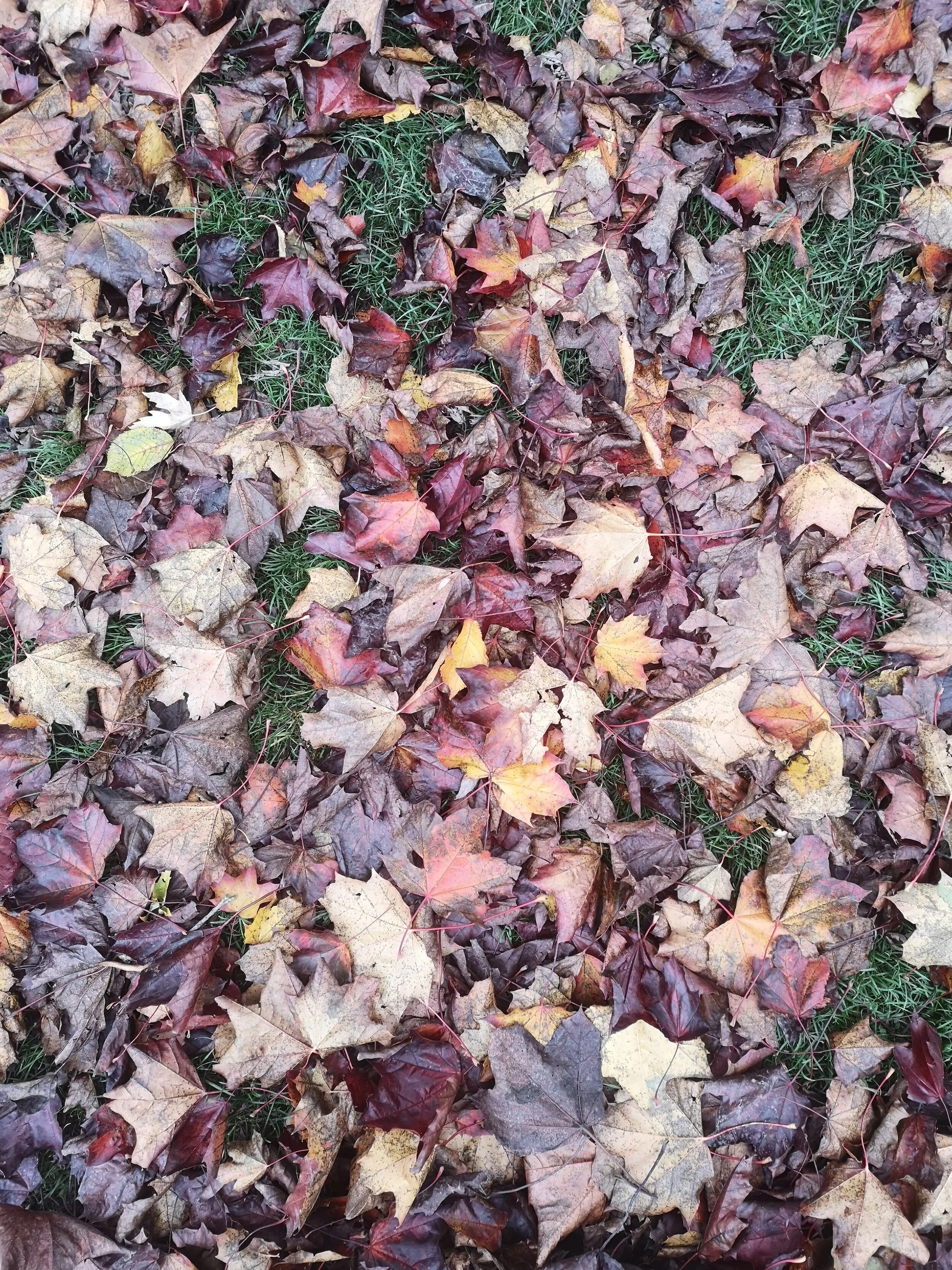 AUTUMNLEAVES.jpg