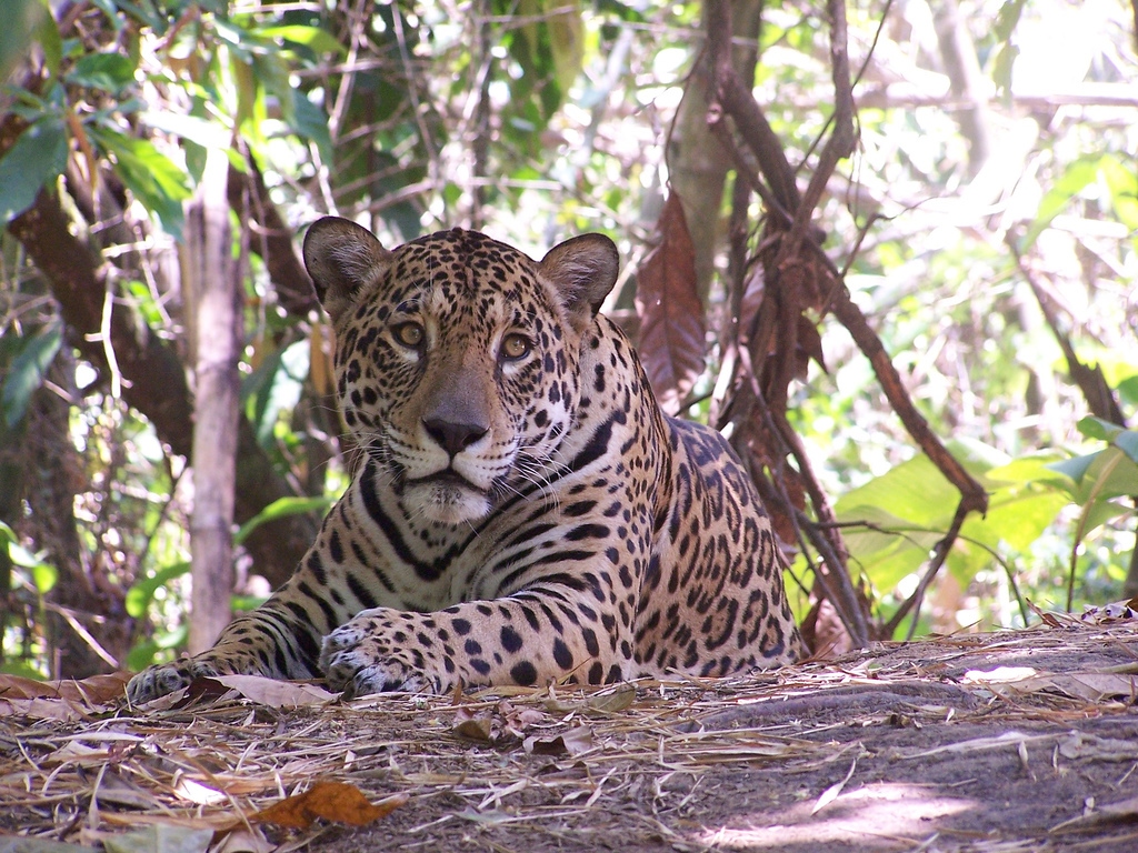 Jaguaru, Parque Ambue Ari. Photo by Dave Landsberg