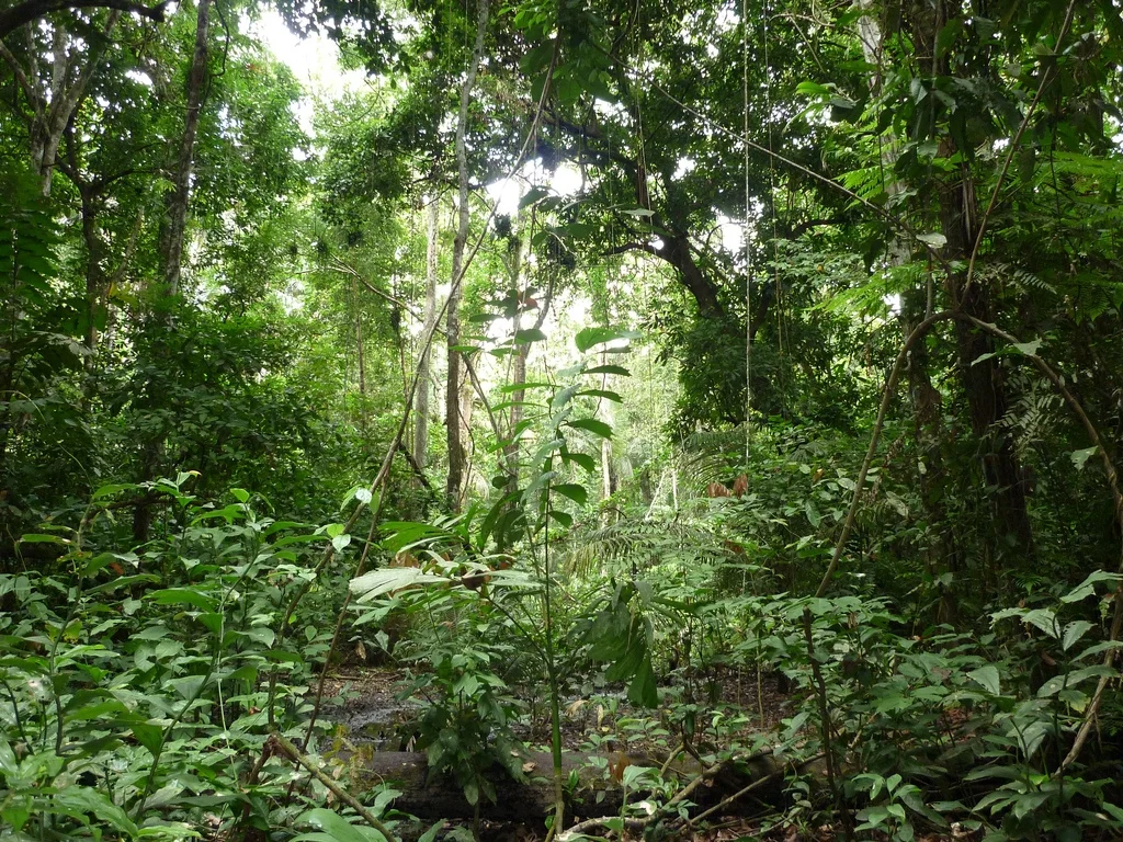jungle.jpg