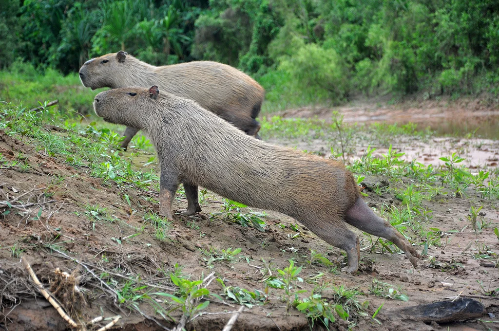 Capybara, Madidi. Photo by Arthur Ankel