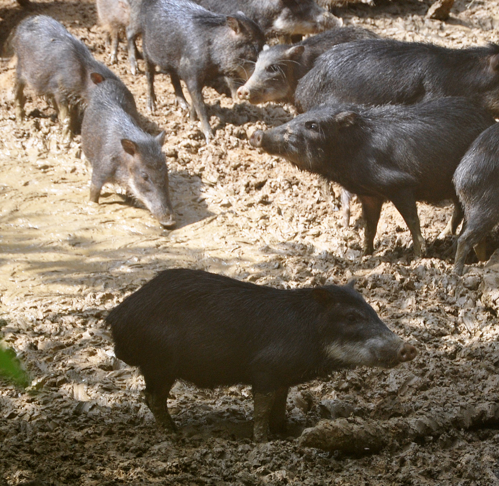 Peccary Pig family. Photo by Gregor Samsa