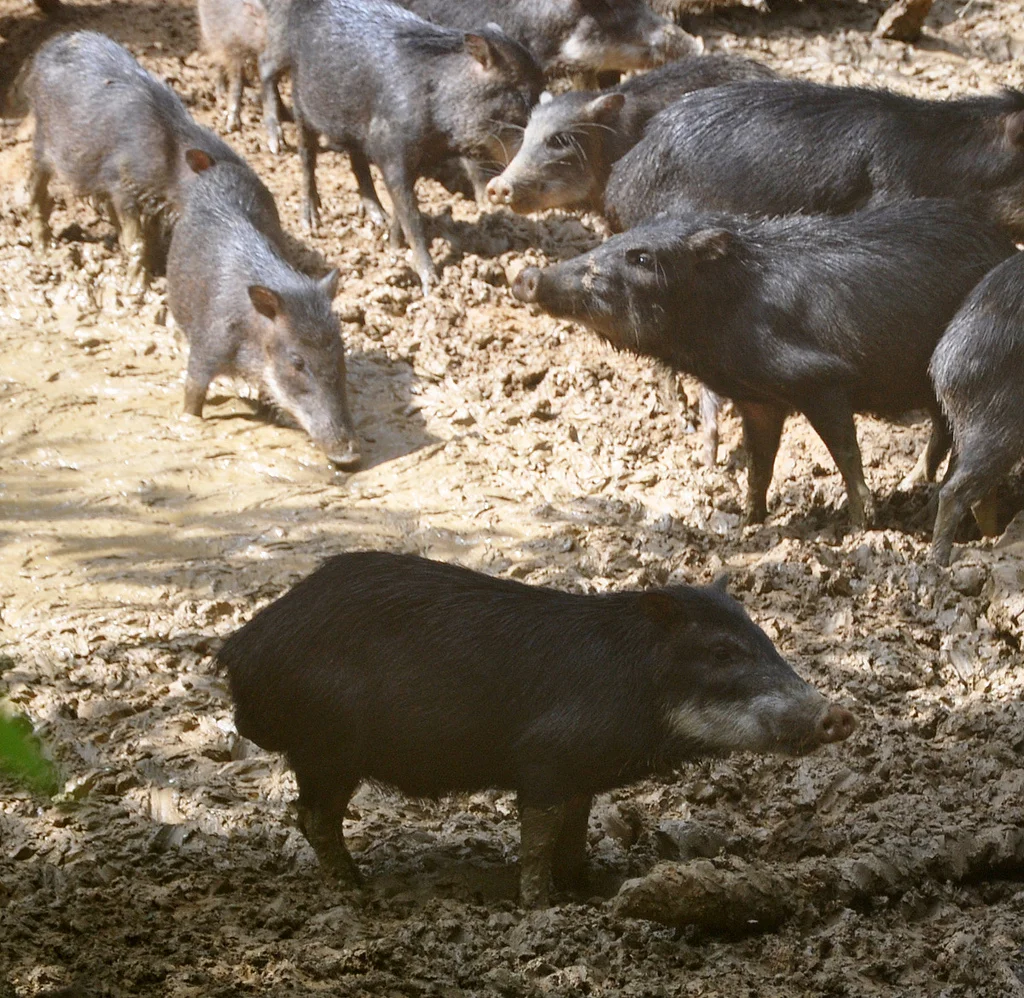 Peccary Pig family. Photo by Gregor Samsa