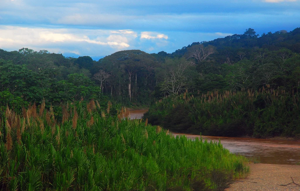 Madidi, Photo by Jeff Lufkin