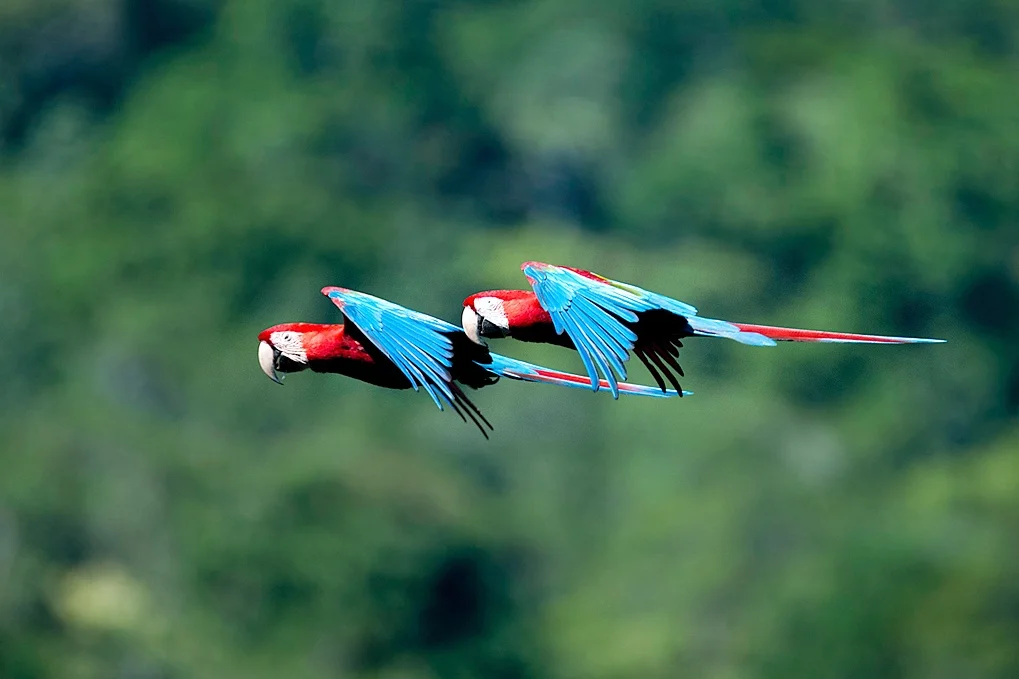 macaw 1.jpg