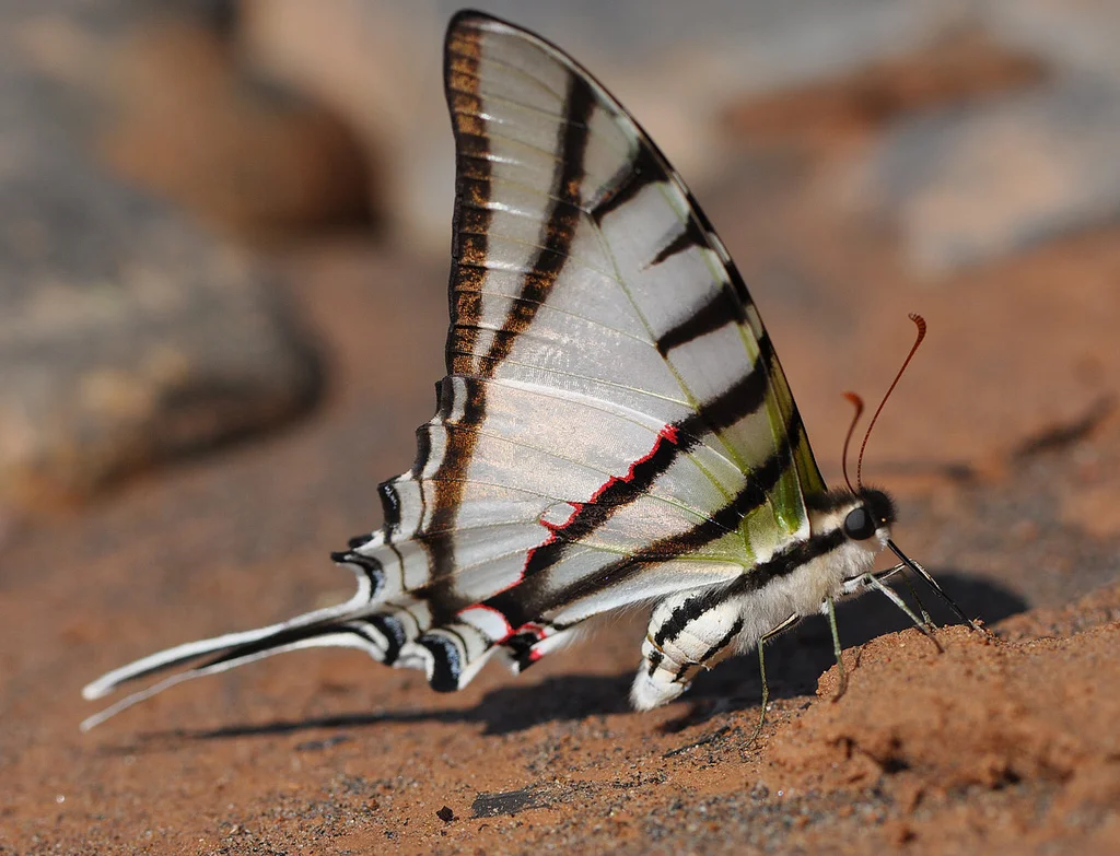  Urania moth, Madidi. Photo by Arther Ankel