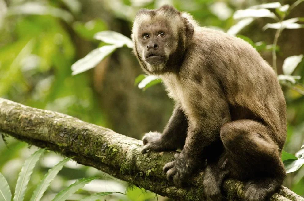 Capuchin Alpha. Photo by Robert Thoren