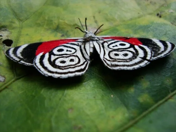 Ambue Ari insect 2.jpg