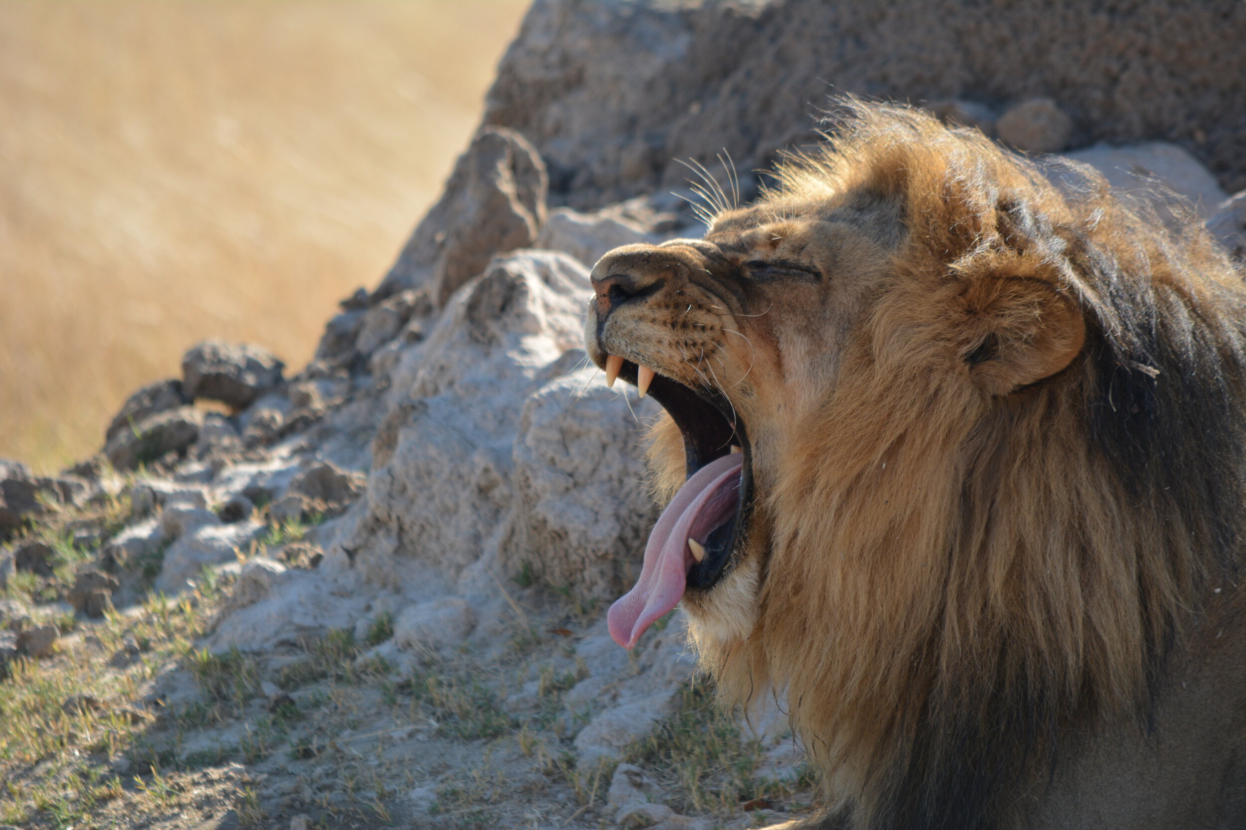 'LION SIGHTING'