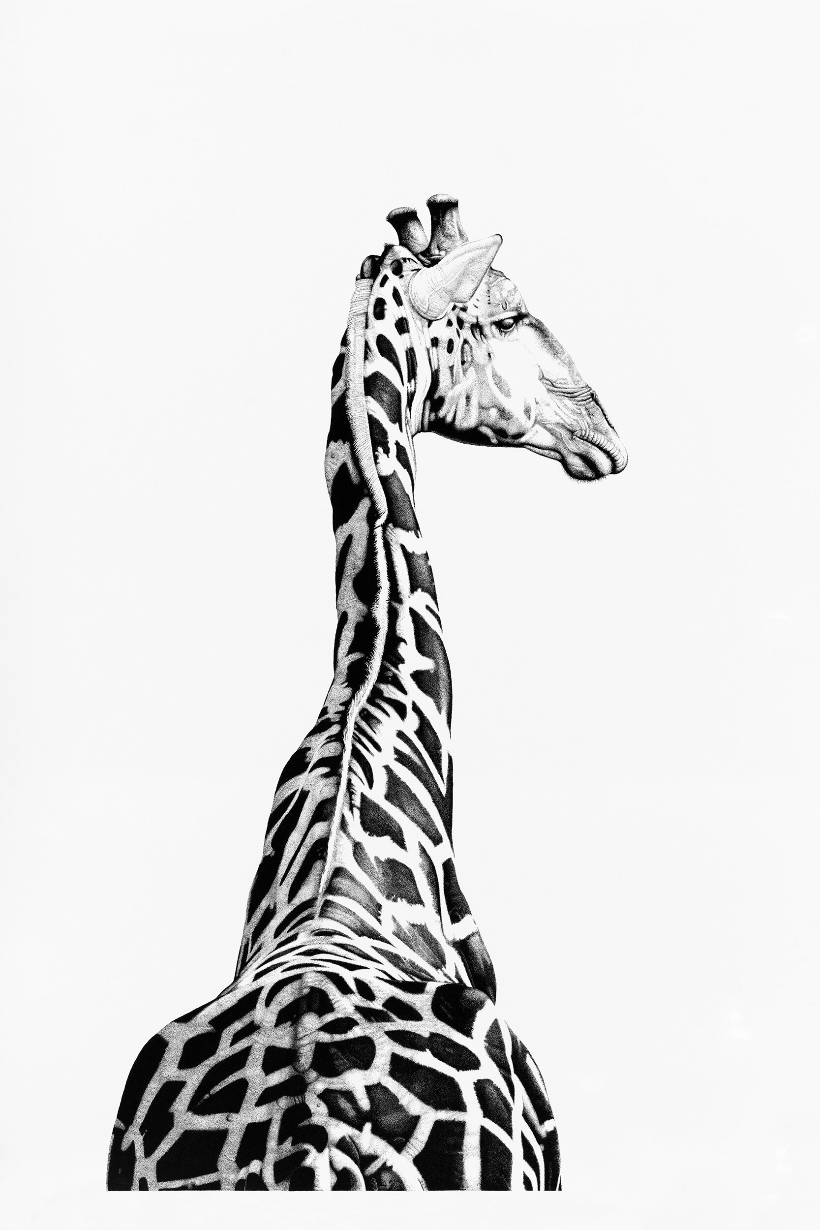 Linkwasha Giraffe, 2019