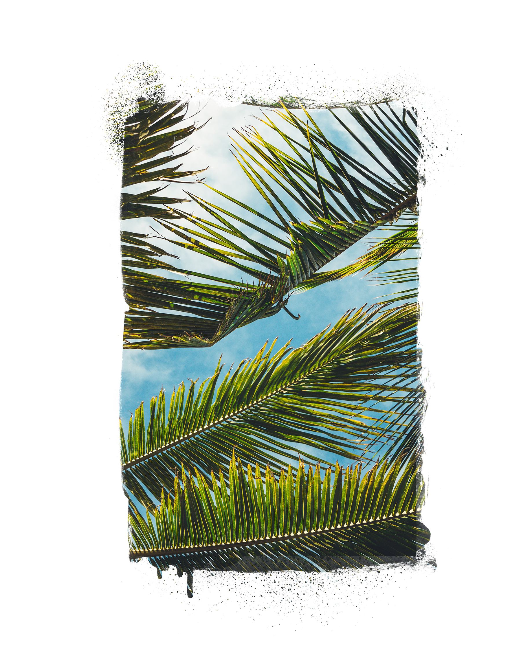 Color Palm Frame.png