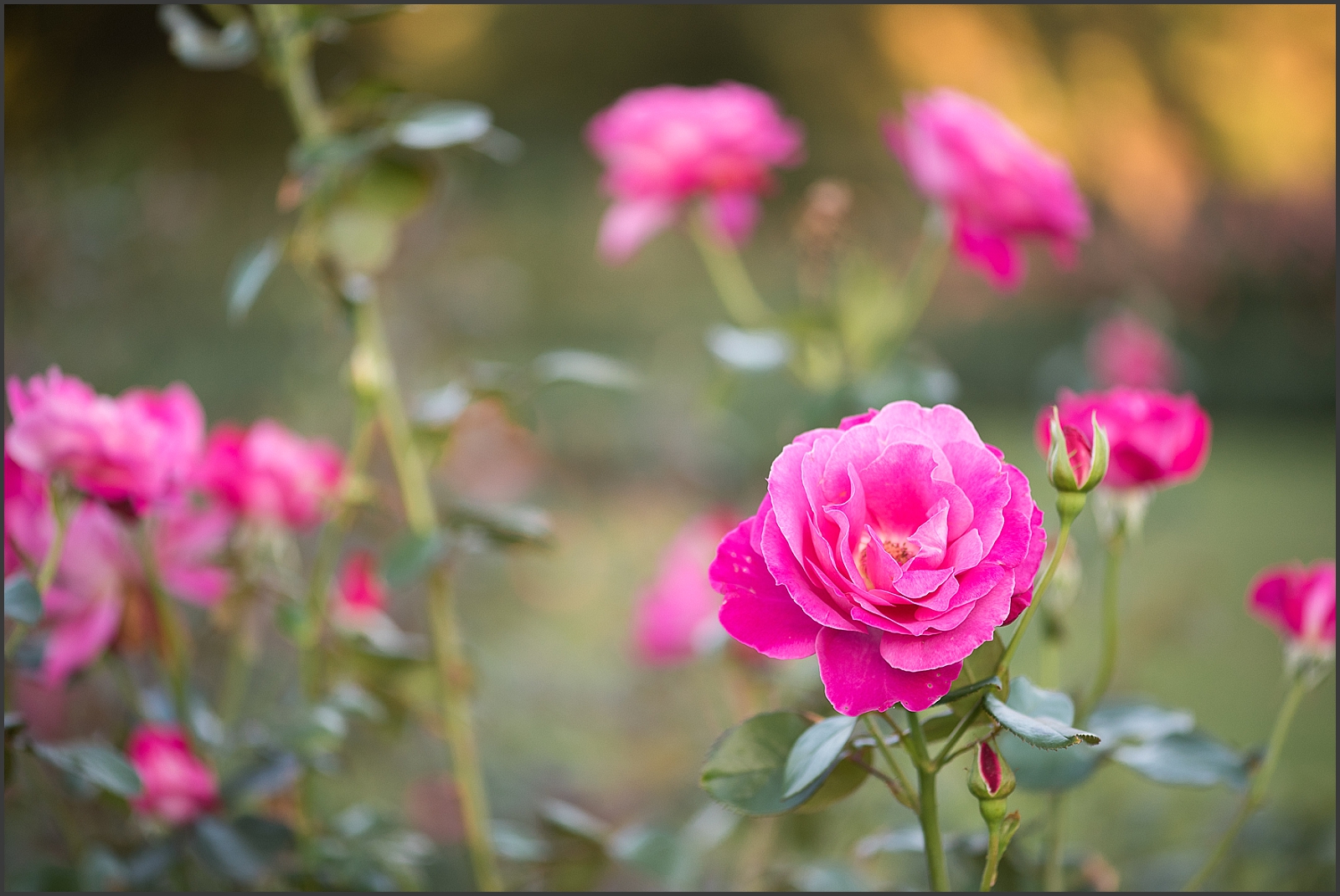 Norfolk Botanical Gardens Engagement Session-167_WEB.jpg