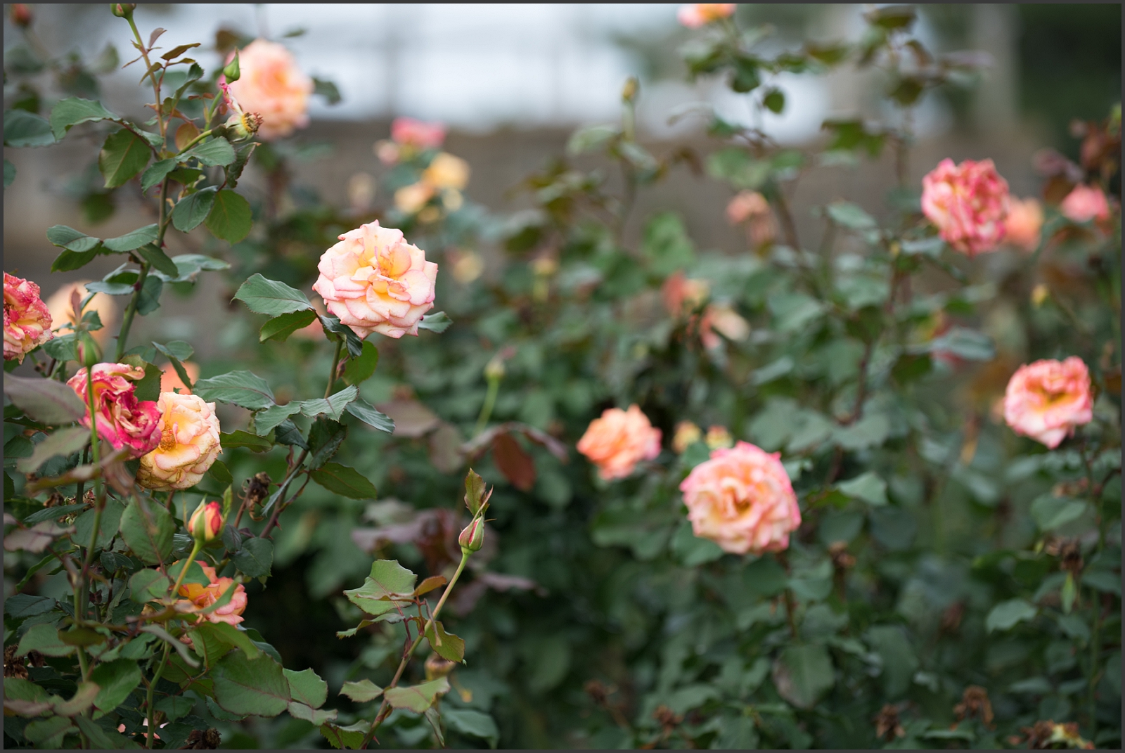 Norfolk Botanical Gardens Rose Garden-110_WEB.jpg