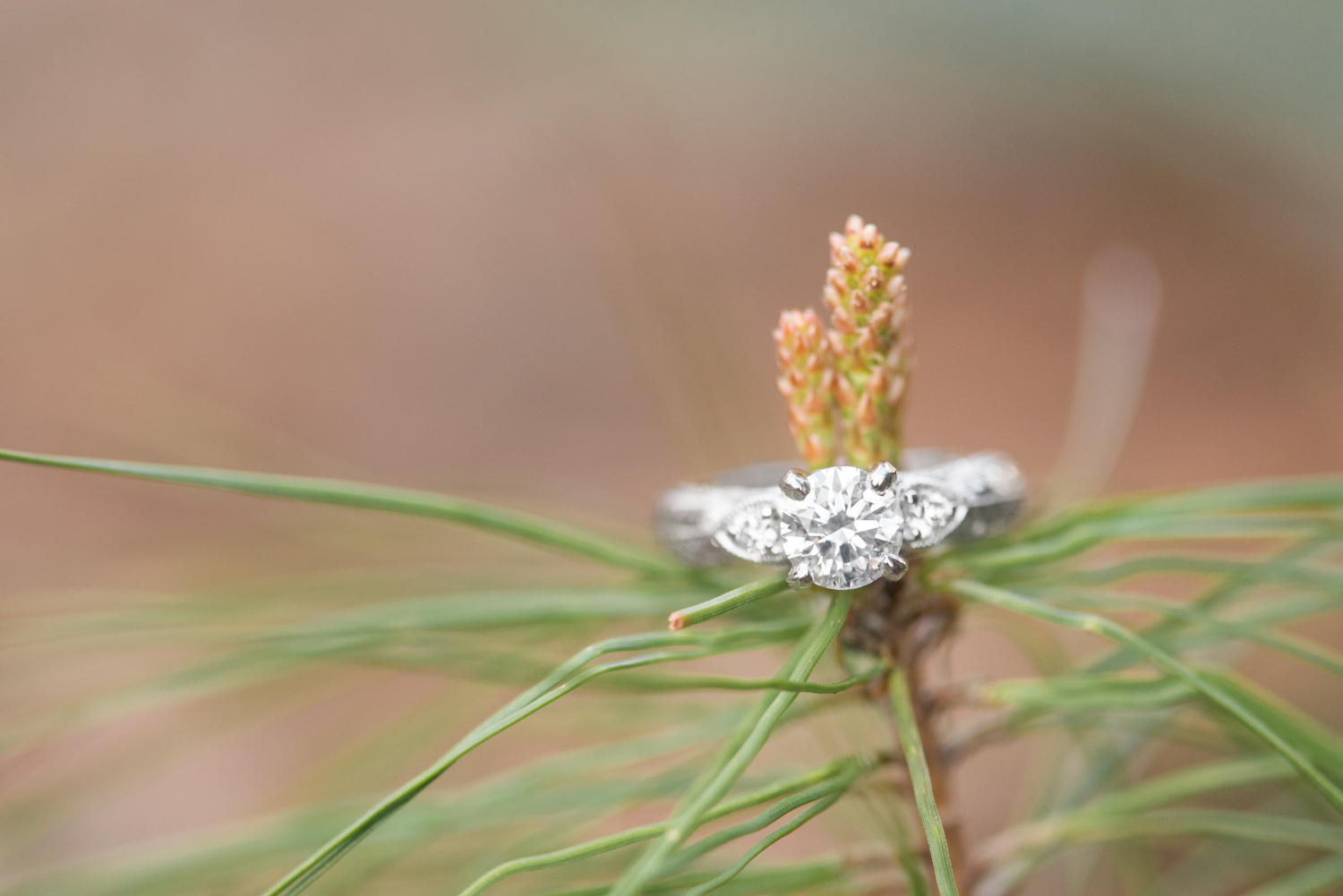 First Landing State Park Engagement Session-122.jpg