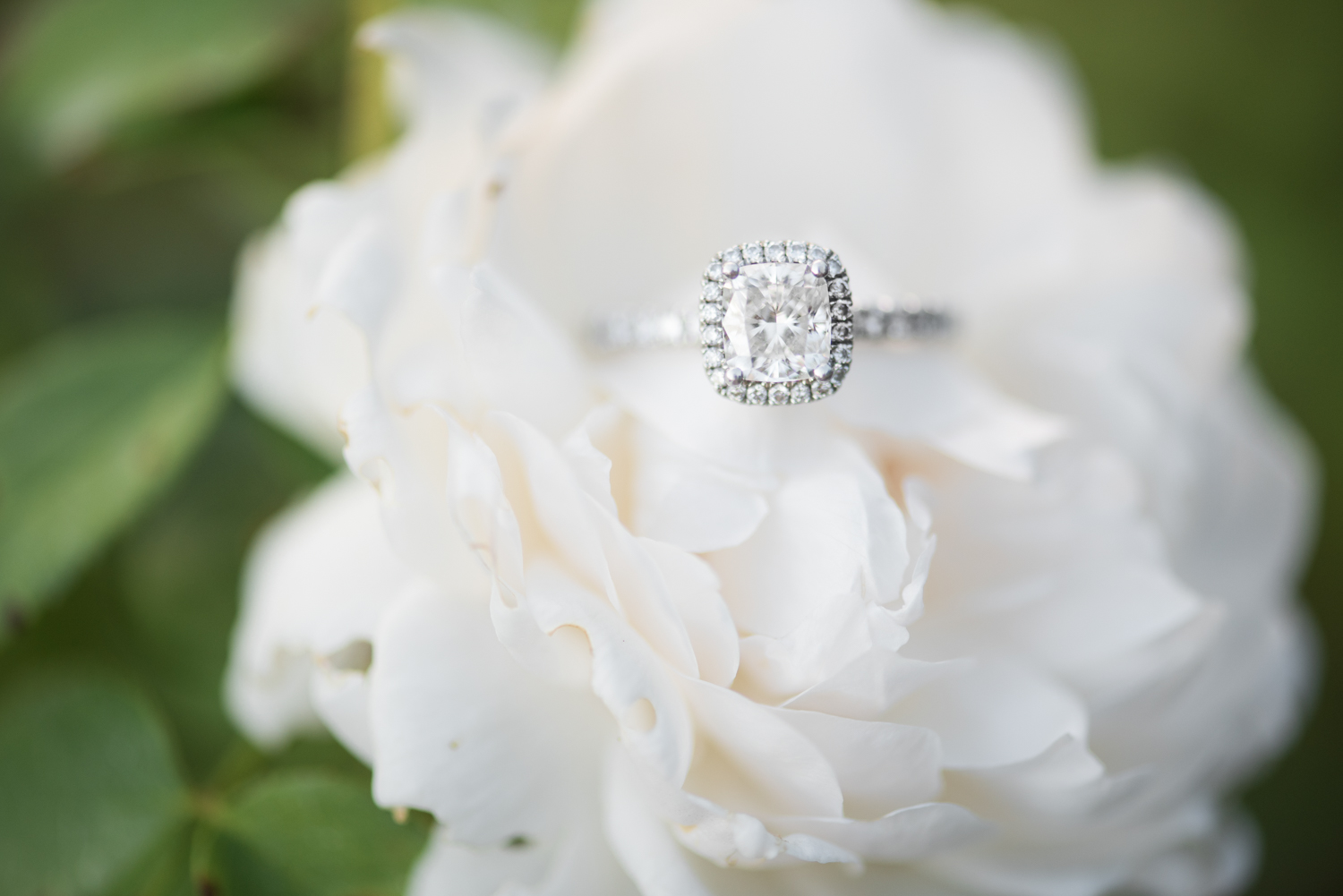 Fall Engagement Session at Norfolk Botanical Garden-104.jpg