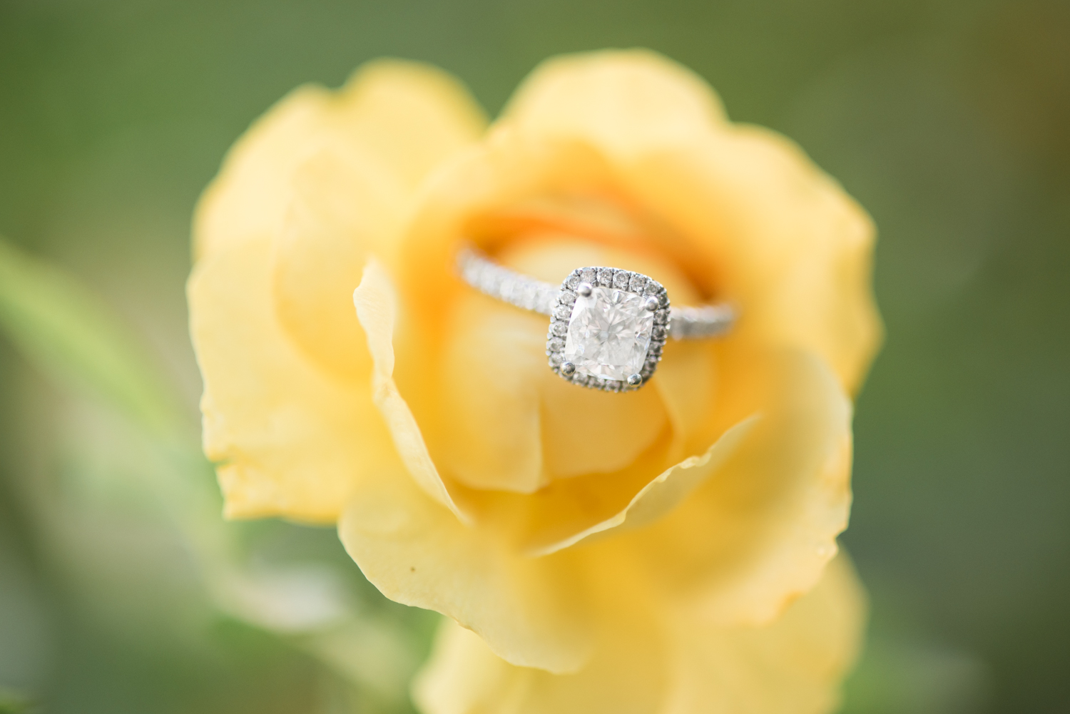 Fall Engagement Session at Norfolk Botanical Garden-103.jpg