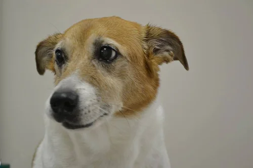 dog4.jpg